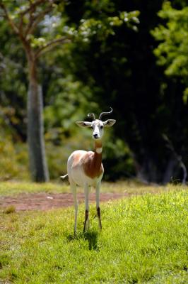 Antelope