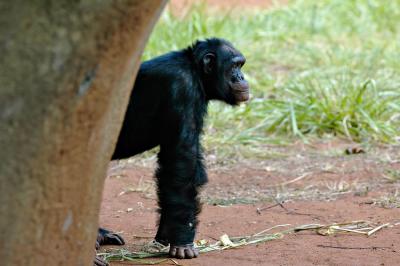Chimp Gaze