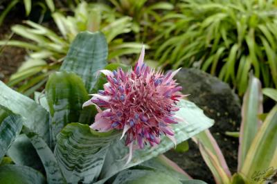 Flower?