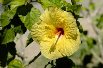 Hibiscus