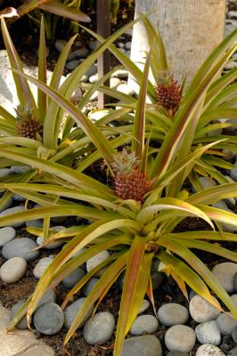 Pineapples