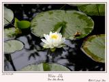 Water Lily