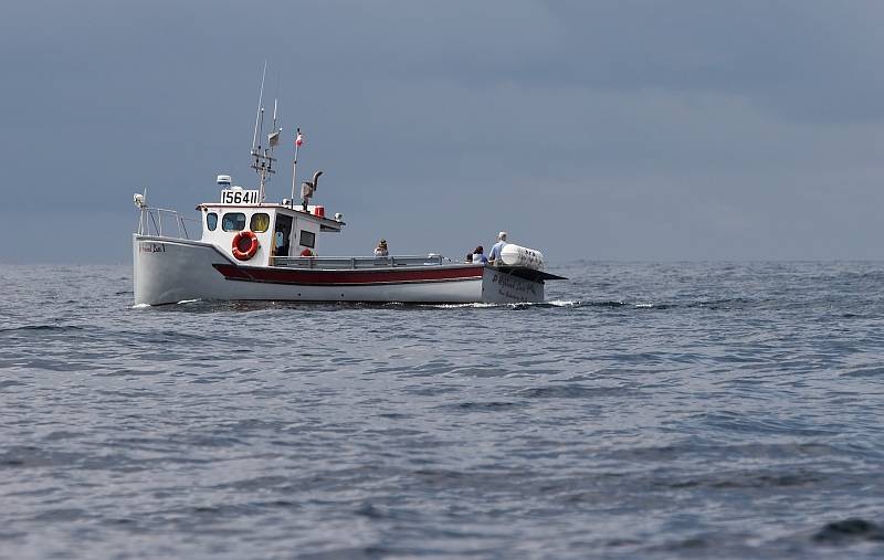 Another whale watching boat