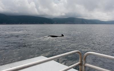 Whale watching off Pleasant Bay, Cape Breton Island