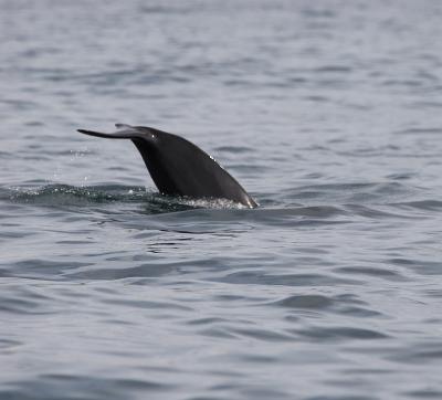 Whale watching