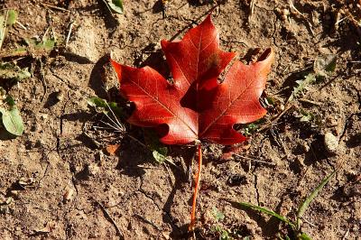 A Fall Leaf