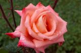 A rose in front of Celtic Lodge