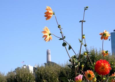 Flowers Over Coit