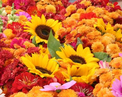 Yellow Flowers