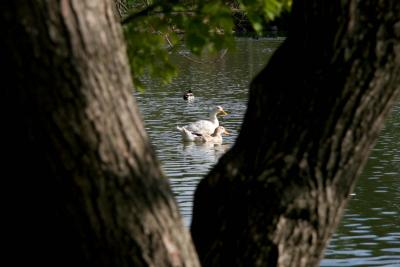 Ducks