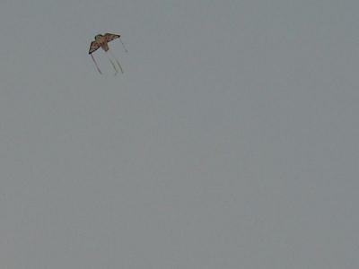 Kite finally flying  (5-8-2005)