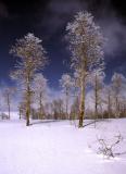 frosted aspens- steens mt.