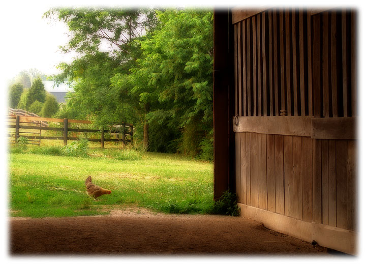 chicken6298.jpg