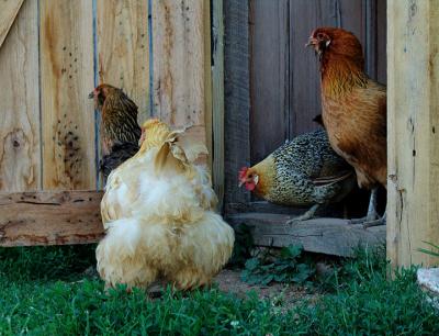 chickens5826.jpg