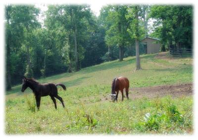 horses6660.jpg