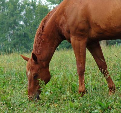 horse6370.jpg