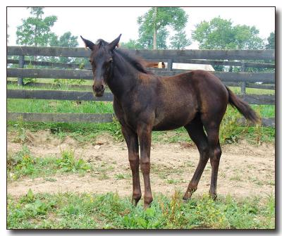 horse6384.jpg