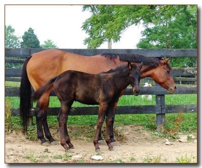 horses6382.jpg