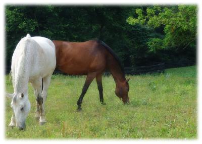 horses6519.jpg