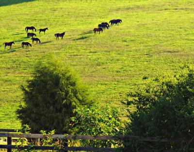 horses5791.jpg