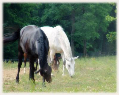 horses6499.jpg