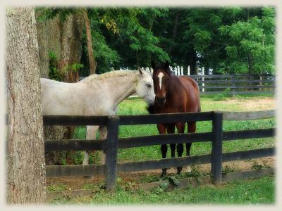 horses6416.jpg