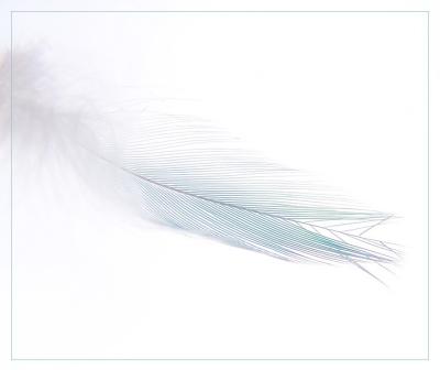 feather8213.jpg