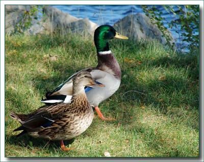 ducks9612.jpg