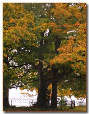 trees9970.jpg