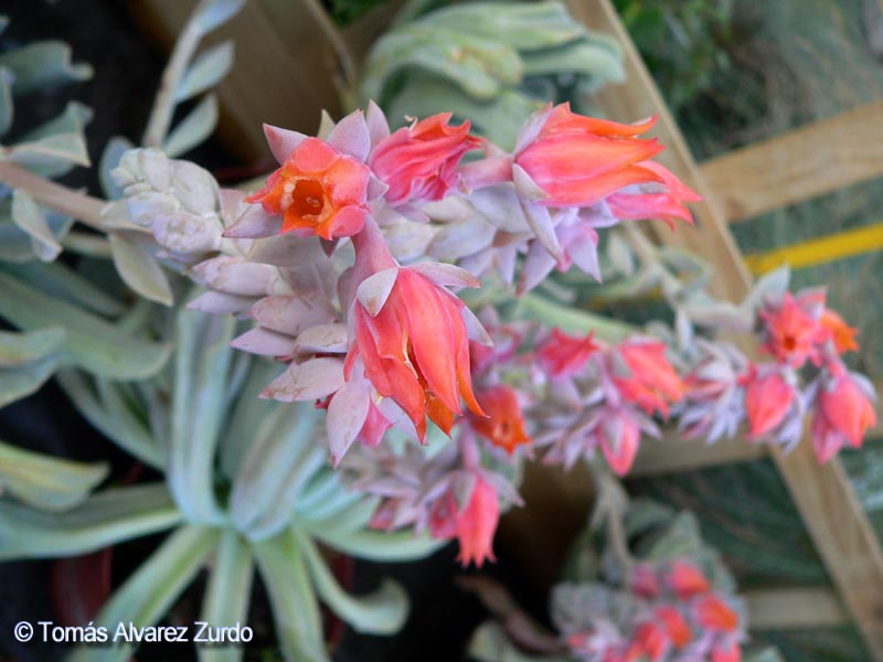 Echeveria