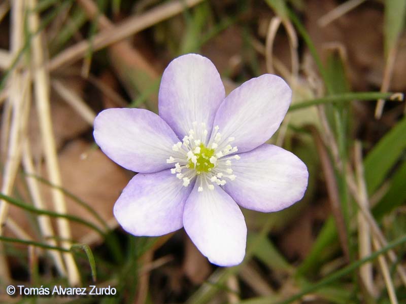 Heptica Nbilis