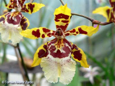 Flor de mayo (Oncidium sphacelatum)