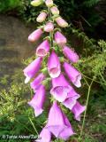 Digitalis Purpurea