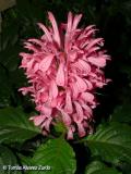 Jacobinia Carnea