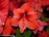 Azucena de Mxico (Hippeastrum reginae)