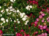 Gaultheria mucronata (Gaultheria mucronata)