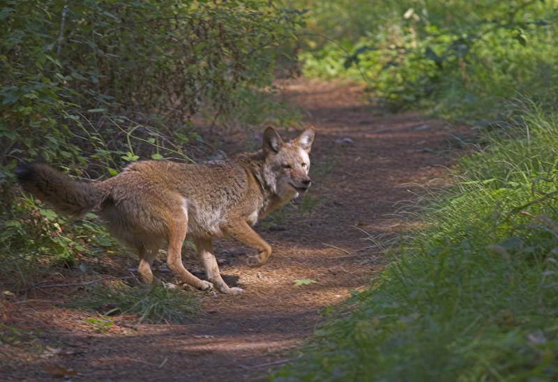 Surprised Coyote.jpg