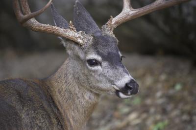 v3/68/382268/3/51096117.Blacktailportrait.jpg