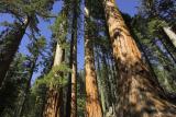 Sequoia Grove.jpg
