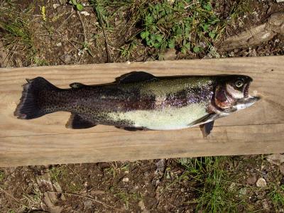 derby winning fish .jpg