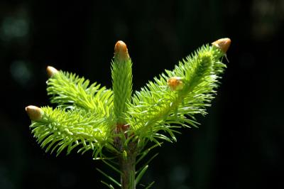v3/68/519268/3/44283080.DSC_2580.coniferbud.jpg