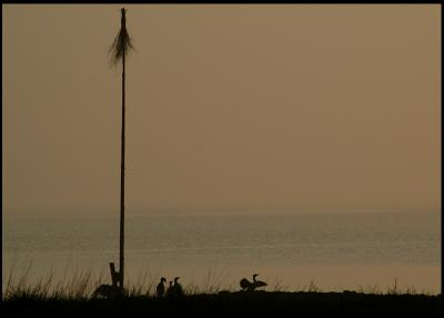 Cormorants