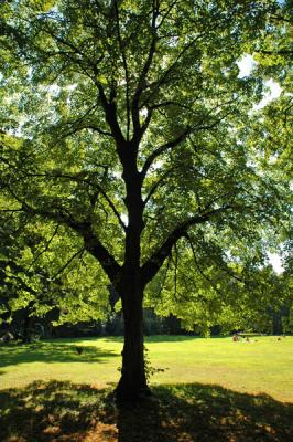 Tiergarten