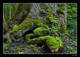 Tree Trunk with a Face