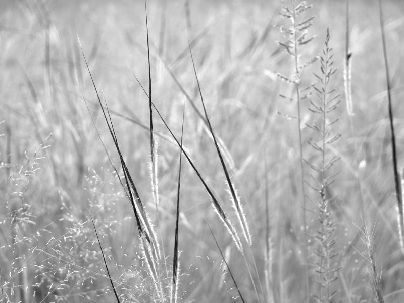 Spear grass (DSCN0870.JPG)