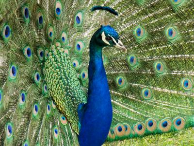 Peacock (DSCN0254.jpg)
