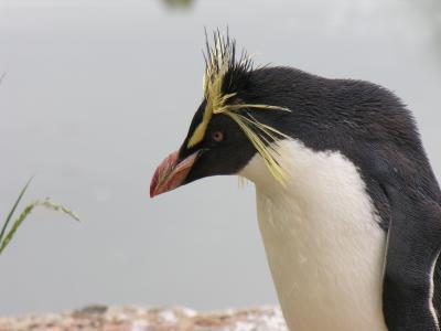 Rockhopper penguin (DSCN0272.jpg)