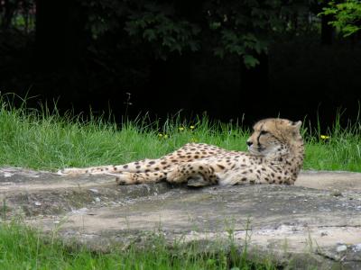 Cheetah (DSCN0273.jpg)
