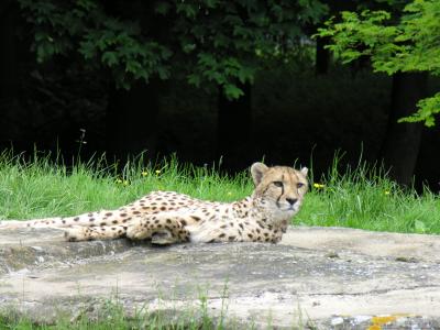 Cheetah (DSCN0274.jpg)