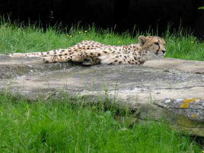Cheetah (DSCN0275.jpg)
